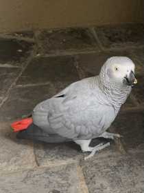 Found African Grey