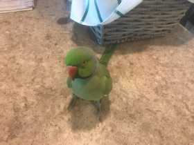 Found Indian Ringneck Parakeet