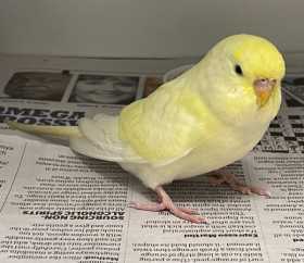 Found Budgerigar