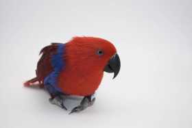 Found Eclectus