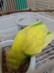 Found Budgerigar