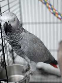 Found African Grey