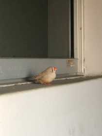 Found Finch