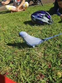 Found Indian Ringneck Parakeet