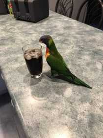Found Lory / Lorikeet