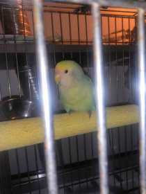 Found Lovebird