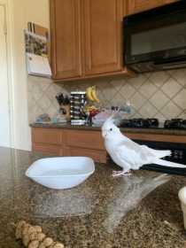 Found Cockatiel