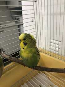 Found Budgerigar