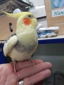 Found Cockatiel