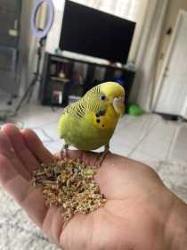 Found Budgerigar