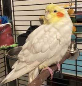 Found Cockatiel