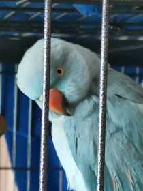 Found Indian Ringneck Parakeet