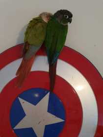 Found Conure