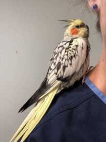 Found Cockatiel