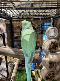 Found Indian Ringneck Parakeet