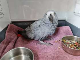 Found African Grey