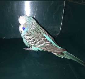 Found Budgerigar