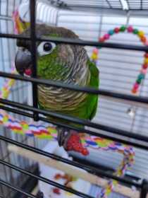 Found Conure