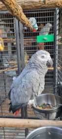 Found African Grey