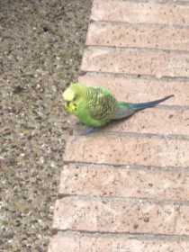 Found Budgerigar