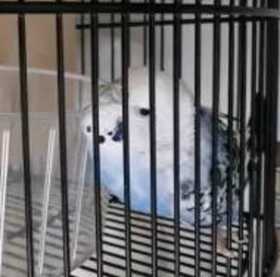 Found Budgerigar