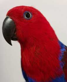 Found Eclectus