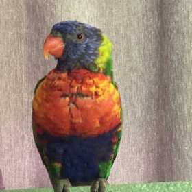 Found Lory / Lorikeet