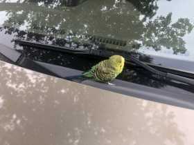 Found Parakeet