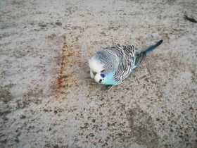 Found Budgerigar