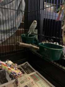 Found Budgerigar