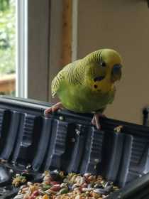 Found Parakeet