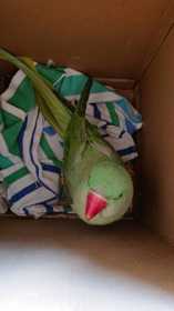 Found Alexandrine