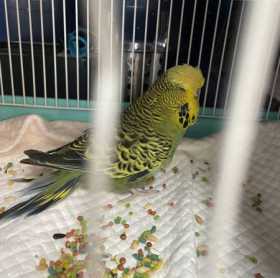 Found Budgerigar