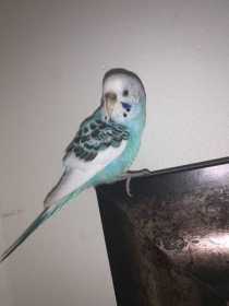 Found Parakeet