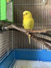 Found Budgerigar