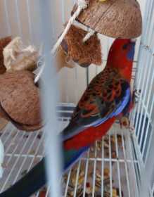 Found Rosella