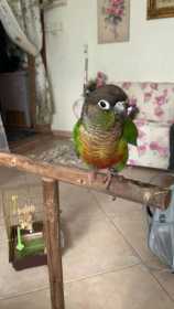 Found Conure