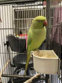 Found Indian Ringneck Parakeet