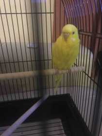 Found Budgerigar