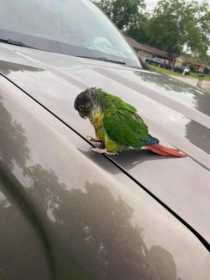 Found Conure