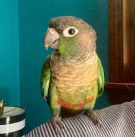 Found Conure