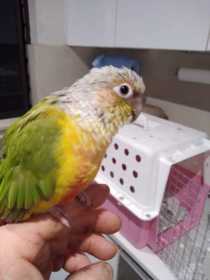 Found Conure