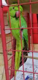 Found Indian Ringneck Parakeet