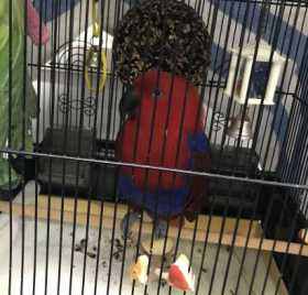 Found Eclectus