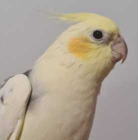 Found Cockatiel