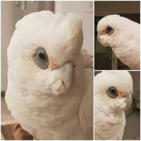 Found Corella Cockatoo