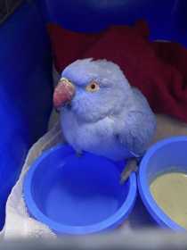 Found Indian Ringneck Parakeet