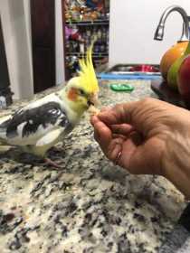 Found Cockatiel