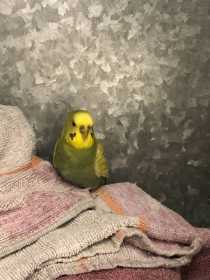 Found Budgerigar