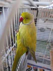Found Indian Ringneck Parakeet